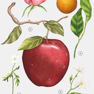 ترکیب رایحه عطر زارا اپل