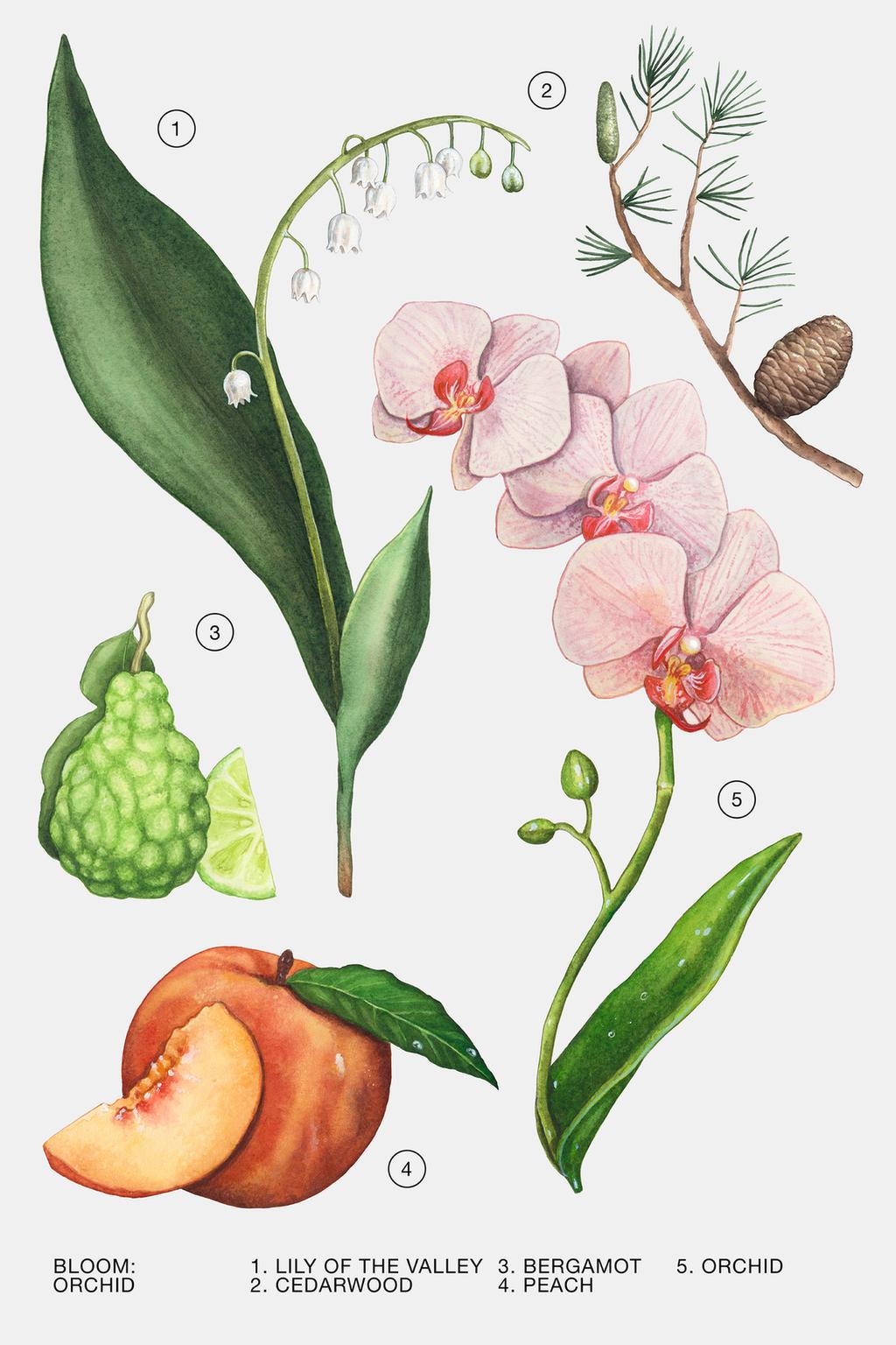 رایحه عطر ارکید زارا