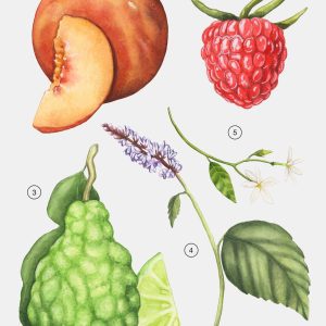 توضیحات عطر زارا گاردنیا زنانه