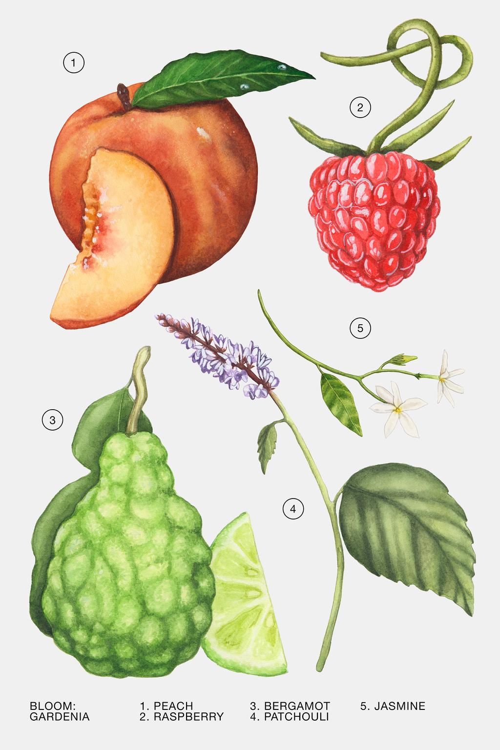 توضیحات عطر زارا گاردنیا زنانه